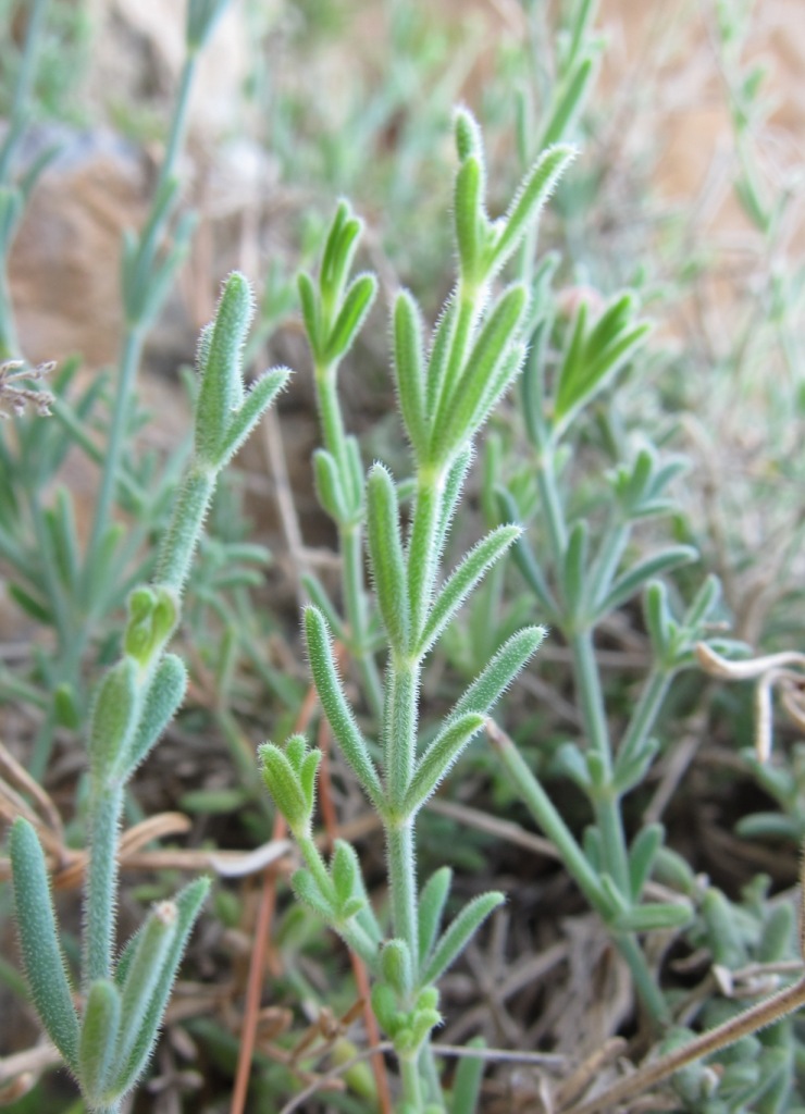 Asperula crassifolia / Stellina di Capri